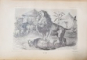 A. E. BREHM, MERVEILLES DE LA NATURE, LES MAMMIFERES par Z. GERBE - PARIS, 1891