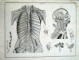 Abbildungen zu Oken's  Ilustratii la istoria naturala a lui Oken