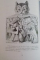 ALICE IN TARA MINUNILOR de LEWIS CARROLL , ILUSTRATII de SIR JOHN TENNIEL, 2006