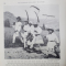 AN AMERICAN  GIRL CYCLES ACROSS ROMANIA. THE NATIONAL GEOGRAPHIC MAGAZINE, VOL. LXXIV, No. 4, 5, 6 - 1938. IOSIF BERMAN