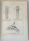 ANATOMIA TOPOGRAFICA A CALULUI , 1955
