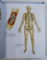 ANATOMICA - THE COMPLETE HOME MEDICAL REFERENCE by KEN ASHWELL , 2010