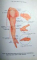 ANATOMICAL ATLAS OF CHINESE ACUPUNCTURE POINTS , 1990