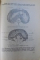 ANATOMIE DESCRIPTIVA VOL. I de E . REPCIUC, 1951