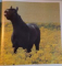 ANDALUSIAN HORSES by TOMAS MICEK , 1994