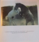 ANDALUSIAN HORSES by TOMAS MICEK , 1994