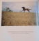 ANDALUSIAN HORSES by TOMAS MICEK , 1994