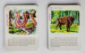 ANIMALE DIN CONTINENTE , JOC COLECTIV , 1976
