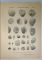 ANUARUL INSTITUTULUI GEOLOGIC AL ROMANIEI , VOLUMUL I , FASCICULA 2 CU 12 TABELE , 1907