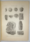ANUARUL INSTITUTULUI GEOLOGIC AL ROMANIEI , VOLUMUL III , FASCICULA 1 CU 21 FIGURI , 18 TABLE , 2 HARTI  , 1910