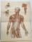 ATLANTE DI ANATOMIA DELL 'UOMO dei C.E.BOCK ...GIOVANNI ANTONELLI , 1891