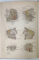 ATLANTE DI ANATOMIA DELL 'UOMO dei C.E.BOCK ...GIOVANNI ANTONELLI , 1891
