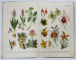 ATLAS BOTANIC , 1930 , 586 GRAVURI IN CULORI , 42 PLANSE