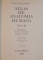 ATLAS DE ANATOMIA HUMANA de R.D. SINELNIKOV , TOMO II , 1976