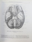 ATLAS DE ANATOMIA HUMANA(SPANIOLA)3 VOL.-R.D.SINELNIKOV