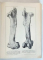 ATLAS DE ANATOMIE COMPARATIVA , VOLUMELE I - II de VASILE GHETIE , EUGEN PASTEA , ILIE RIGA , 1954