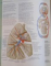 ATLAS OF HUMAN ANATOMY , 2003