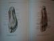 ATLAS OF HUMAN ANATOMY VOL. I , 1988 (ENGLEZA) de R. D. SINELNIKOV . COPERTA CONTINE HALOURI DE APA