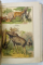 ATLAS ZOOLOGIC, 262 FIGURI COLORATE CU TEXT EXPLICATIV, ILUSTRAT CU CROMOLITOGRAFII , 1916