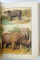 ATLAS ZOOLOGIC, 262 FIGURI COLORATE CU TEXT EXPLICATIV, ILUSTRAT CU CROMOLITOGRAFII , 1916
