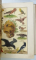 ATLAS ZOOLOGIC, 262 FIGURI COLORATE CU TEXT EXPLICATIV, ILUSTRAT CU CROMOLITOGRAFII , 1916