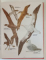 ATLAS ZOOLOGIC de ANUTA IONESCU - ANDREI , 1996