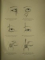 Atlasul bolilor de ochi, Oftalmologie, Atlas der augenkrankheiten Leipzig 1937