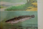 ATLASUL PESTILOR DIN APELE R.P.R. de TH. BUSNITA, I. ALEXANDRESCU , 1963 * PREZINTA HALOURI DE APA