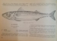 ATLASUL PESTILOR DIN APELE R.P.R. de TH. BUSNITA, I. ALEXANDRESCU , 1963 * PREZINTA HALOURI DE APA