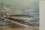 ATLASUL PESTILOR DIN APELE R.P.R. de TH. BUSNITA, I. ALEXANDRESCU , 1963 * PREZINTA HALOURI DE APA