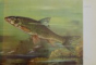 ATLASUL PESTILOR DIN APELE R.P.R. de TH. BUSNITA, I. ALEXANDRESCU , 1963 * PREZINTA HALOURI DE APA