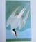 AUDUBON'S BIRDS de JOHN JAMES AUDUBON, 2006