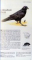 BOOK OF NORTH AMERICAN BIRDS by JAMES CASSIDY, RICHARD L. SCHEFFEL...VITA GARNER , 2005