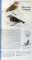 BOOK OF NORTH AMERICAN BIRDS by JAMES CASSIDY, RICHARD L. SCHEFFEL...VITA GARNER , 2005