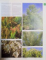BOTANICA , DAS ABC DER PFLANZEN , 10000 ARTEN IN TEXT UND BILD , 2003