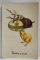 BUCURESCI , FANTANA SARINDAR , CARTE POSTALA , CLASICA