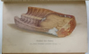 CARTE DE BUCATE IN LIMBA GERMANA , CU CARACTERE GOTICE , SFARSIT DE SEC. XIX , ILUSTRATA CU GRAVURI SI CROMOLITOGRAFII , LIPSA PAGINA DE TITLU
