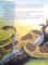 CARTEA JUNGLEI , 1998, CONTINE ILUSTRATII