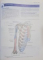 CLINICAL ANATOMY by REGIONS , RICHARD S. SNELL, MD. PHD , 2008