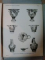 CORPUS VASORUM ANTIQUORUM... - SUZANA DIMITRIU ET PETRE ALEXANDRESCU, VLADIMIR DUMITRESCU, BUC. 1965