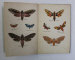 DAS KLEINE BUCH DER NACHTFALTER ( CARTEA MICA A MOLIILOR ) , ILUSTRATII COLOR , INCEPUTUL SECOLULUI XX , TEXT CU CARACTERE GOTICE