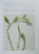 DELTA DUNARII , PLANTE ACVATICE SI PALUSTRE de ANCA SARBU , 2015
