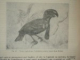 DESCENDENTA OMULUI SI SELECTIA NATURALA de CHARLES DARWIN , 1967