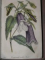 DEUTSCHES MAGAZIN FUR GARTEN UND BLUMENKUNDE- STUTTGARD  1848