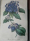 DEUTSCHES MAGAZIN FUR GARTEN UND BLUMENKUNDE- STUTTGARD  1848