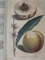 DEUTSCHES MAGAZIN FUR GARTEN UND BLUMENKUNDE- STUTTGARD  1848