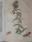 DEUTSCHES MAGAZIN FUR GARTEN UND BLUMENKUNDE- STUTTGARD  1848
