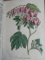 DEUTSCHES MAGAZIN FUR GARTEN UND BLUMENKUNDE- STUTTGARD  1852