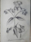 DEUTSCHES MAGAZIN FUR GARTEN UND BLUMENKUNDE- STUTTGARD  1852