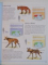 ENCICLOPEDIA ANIMALELOR de JINNY JOHNSON , 2008